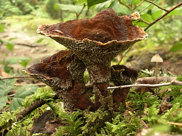 Phaeolus schweinitzii